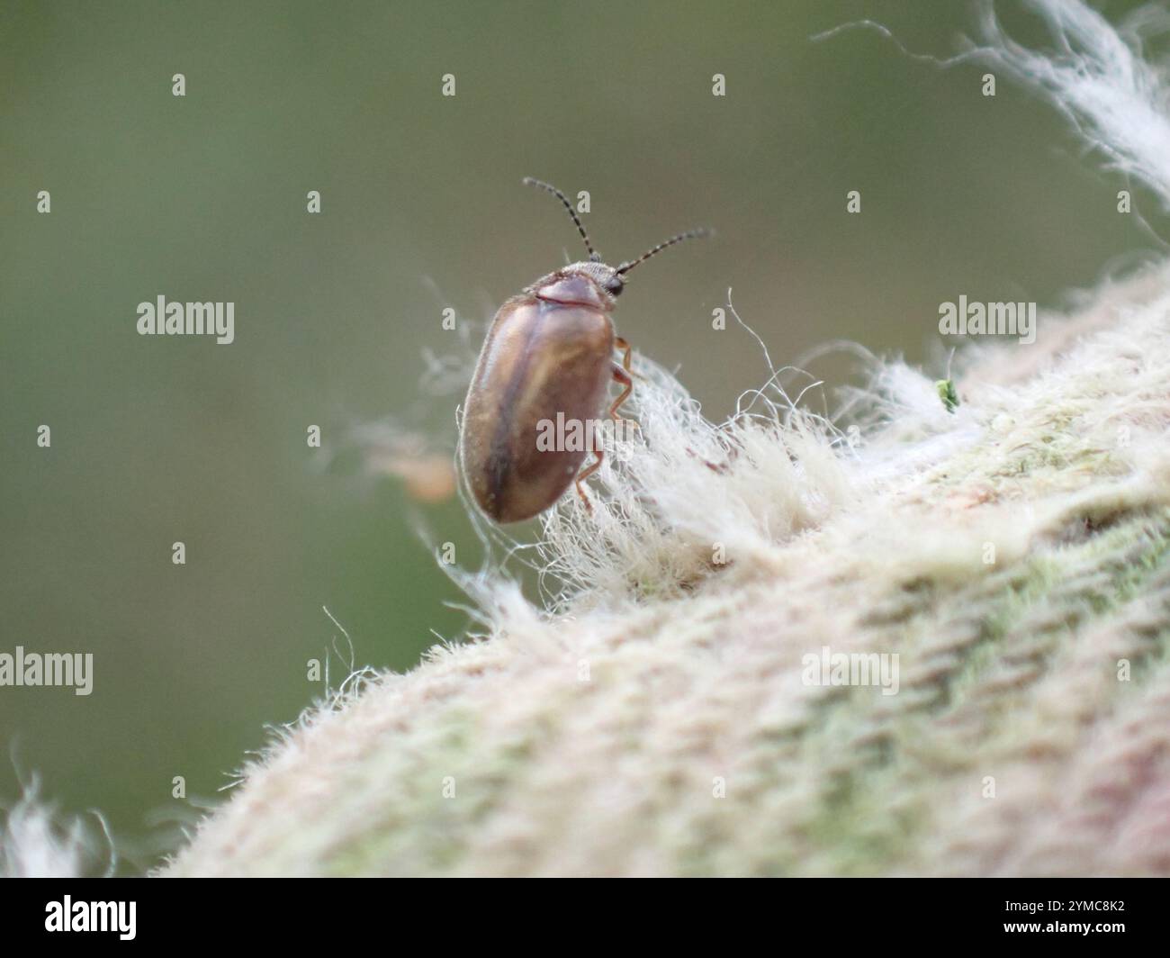 Marsh Beetles (Scirtidae Stock Photo - Alamy