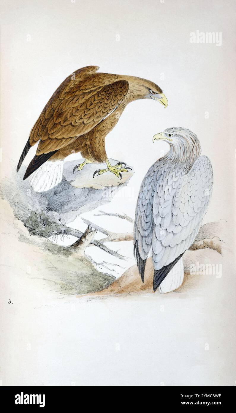 Eagle hi res hi-res stock photography and images - Alamy
