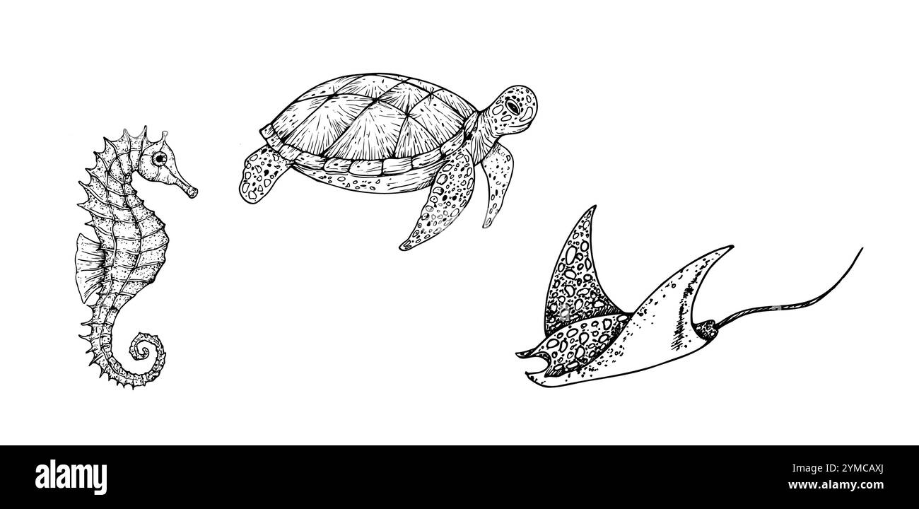 Black And White Sea Turtle Clipart