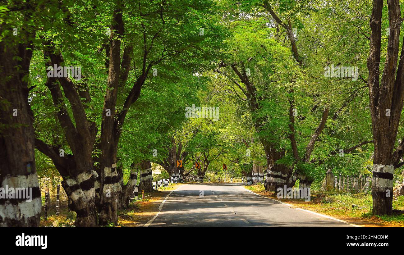 A serene country road lined with lush green trees in India. The perfect ...