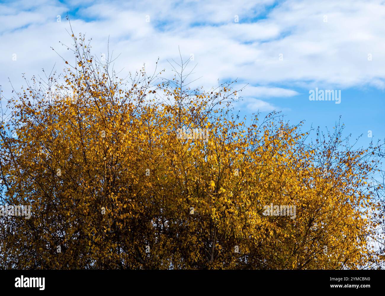Golden crown of tree in autumn Stock Photo - Alamy