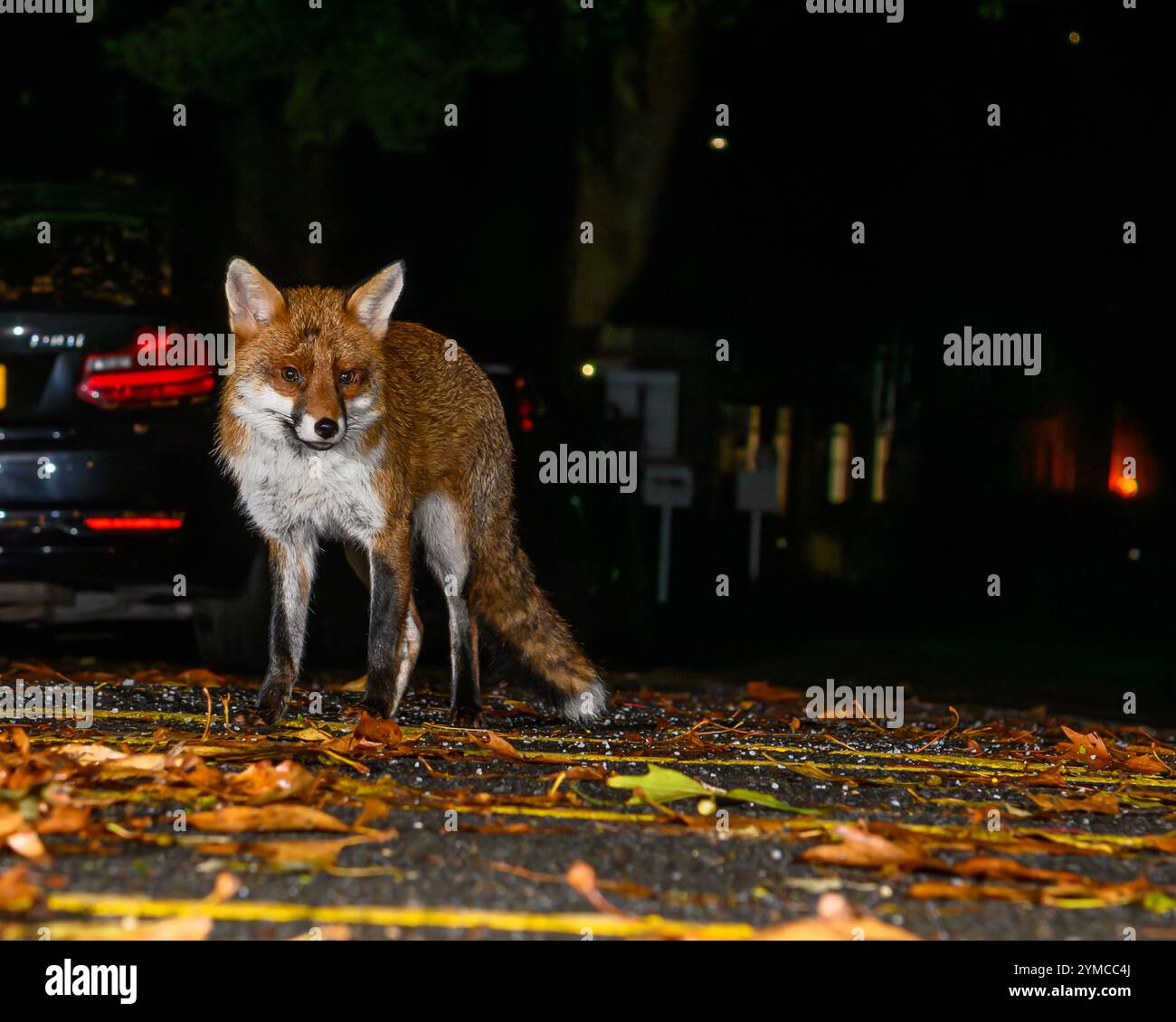 Urban Fox in Bristol Stock Photo