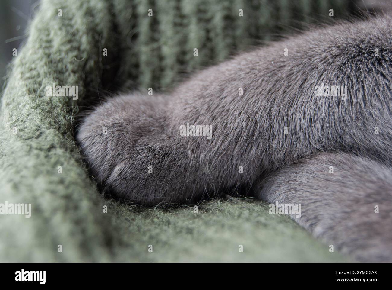A detailed view of a grey cat paw, representing the cuteness and bond of pet companionship. Stock Photo