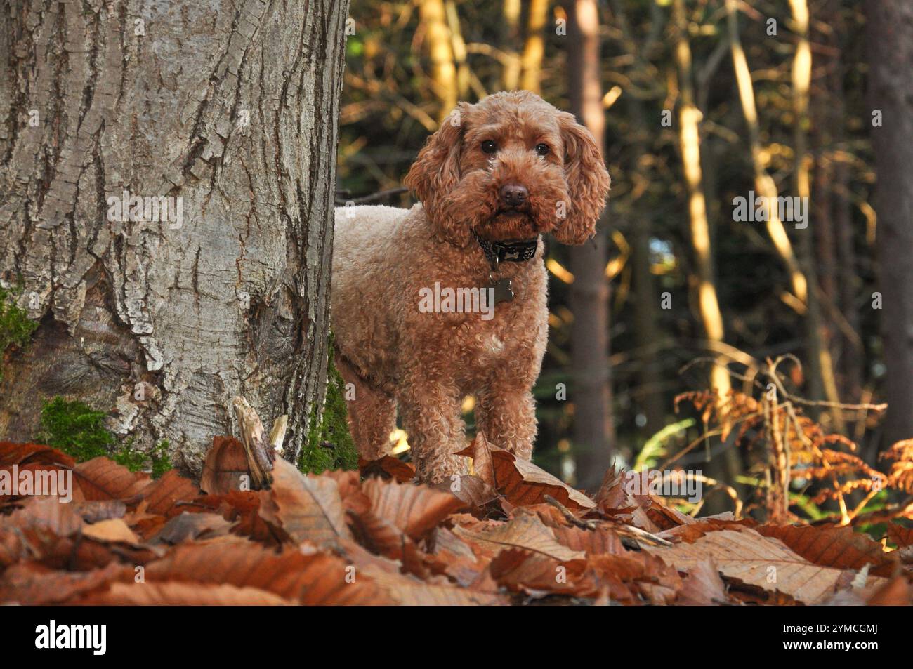 Autumn cockapoo dog hi-res stock photography and images - Alamy
