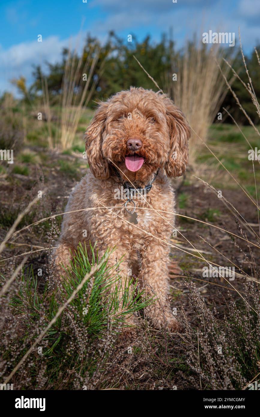 Ginger cockapoo hi-res stock photography and images - Alamy