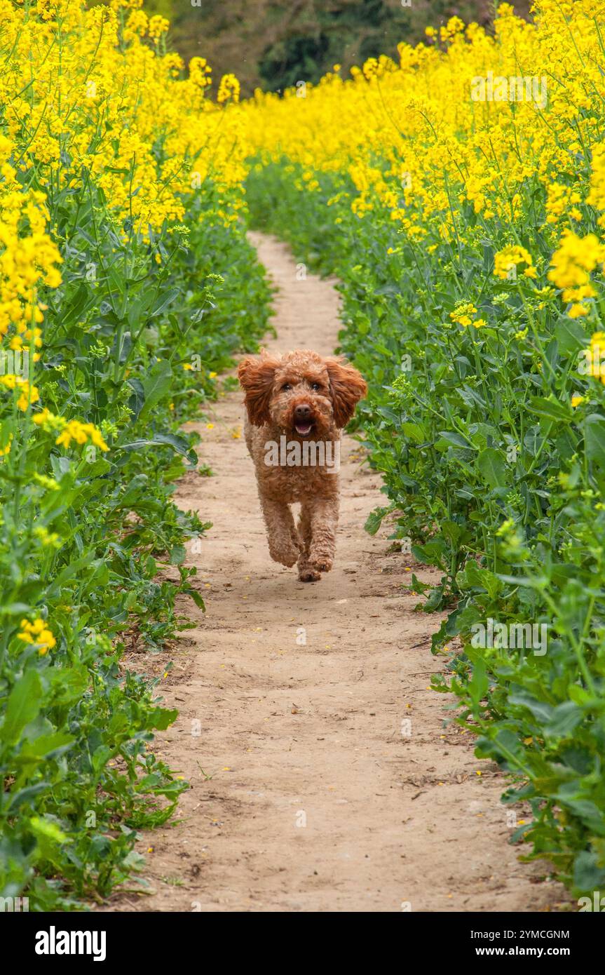 Ginger cockapoo hi-res stock photography and images - Alamy
