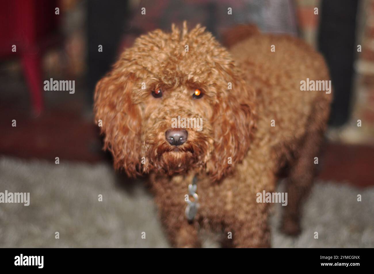 Ginger cockapoo hi-res stock photography and images - Alamy