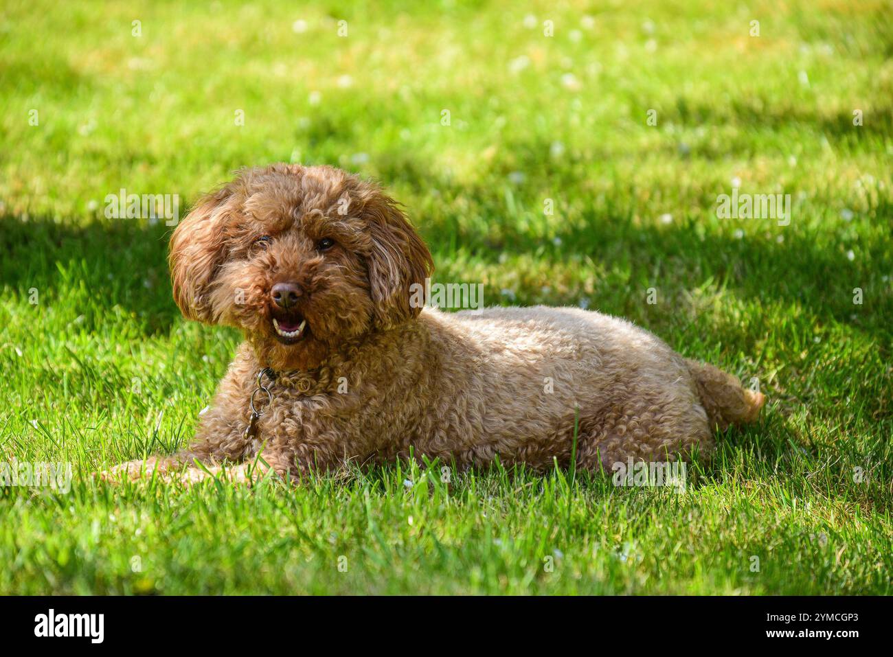 Ginger cockapoo hi-res stock photography and images - Alamy