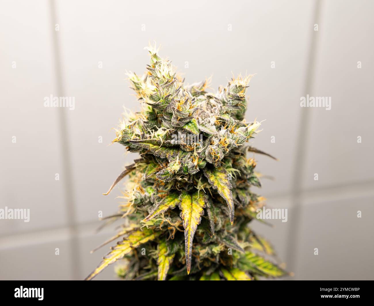 Royale Haze Cannabis Plant In A Close Up With Fine Resin Droplets On Royale Haze Cannabis Plant In A Close Up With Fine Resin Droplets On