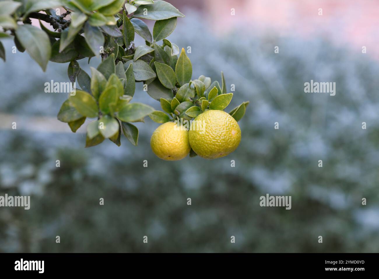 Myrtle-leaved orange tree or chinotto (Citrus myrtifolia) is an ...