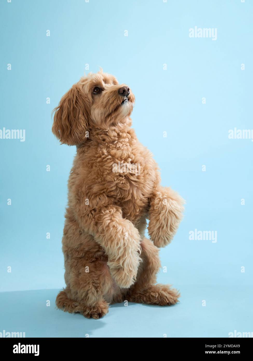 A Labradoodle with curly fur stands on its hind legs and looks up, set against a light blue background. Stock Photo