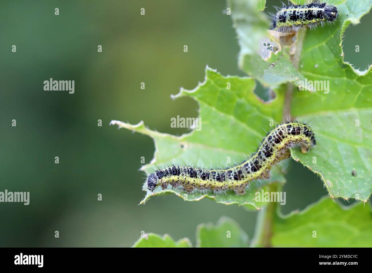 Caterpillars of large white butterfly (Pieris brassicae) strip the ...