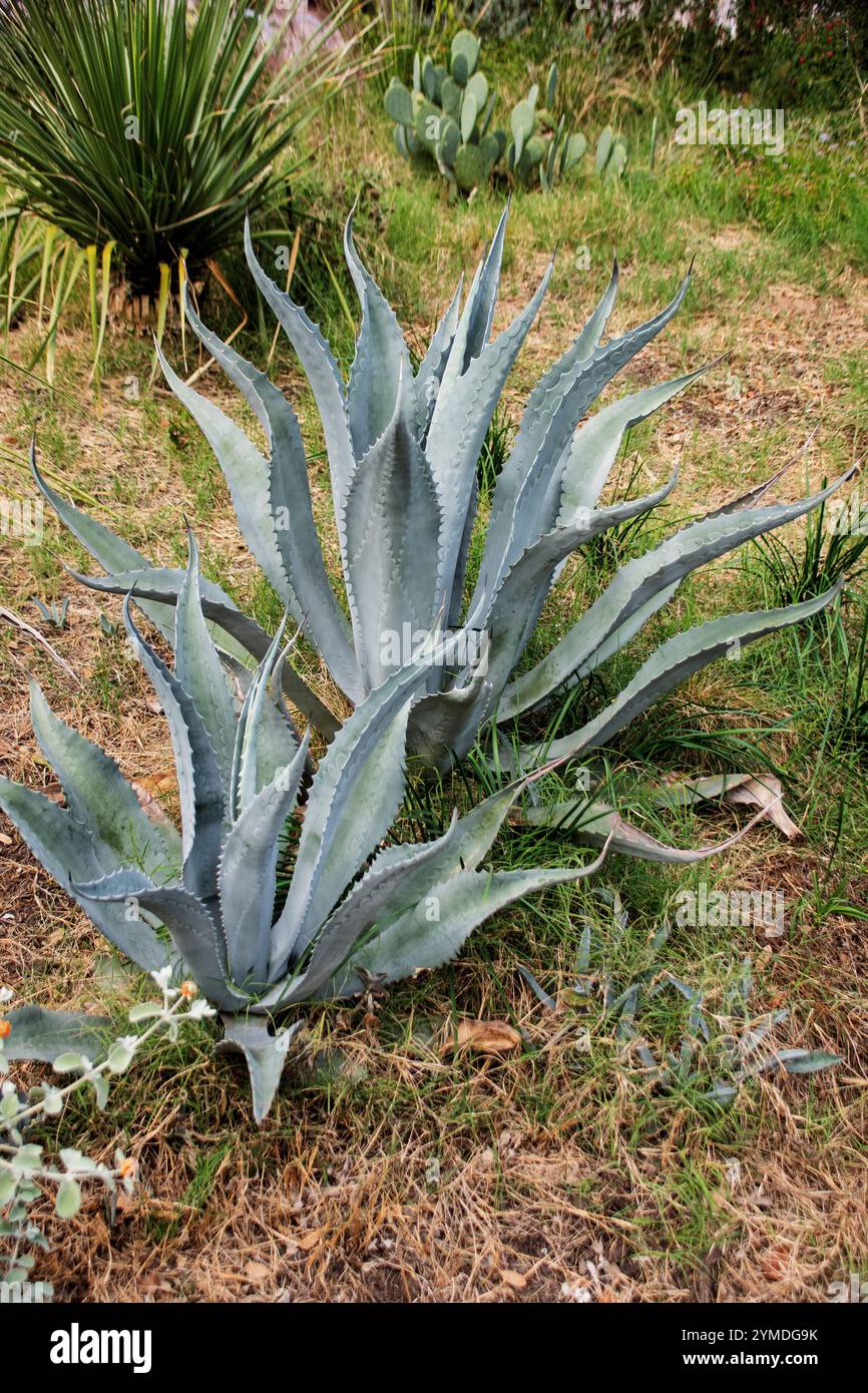 Large Aloe Large aloe vera plant hi-res stock photography and images - Alamy