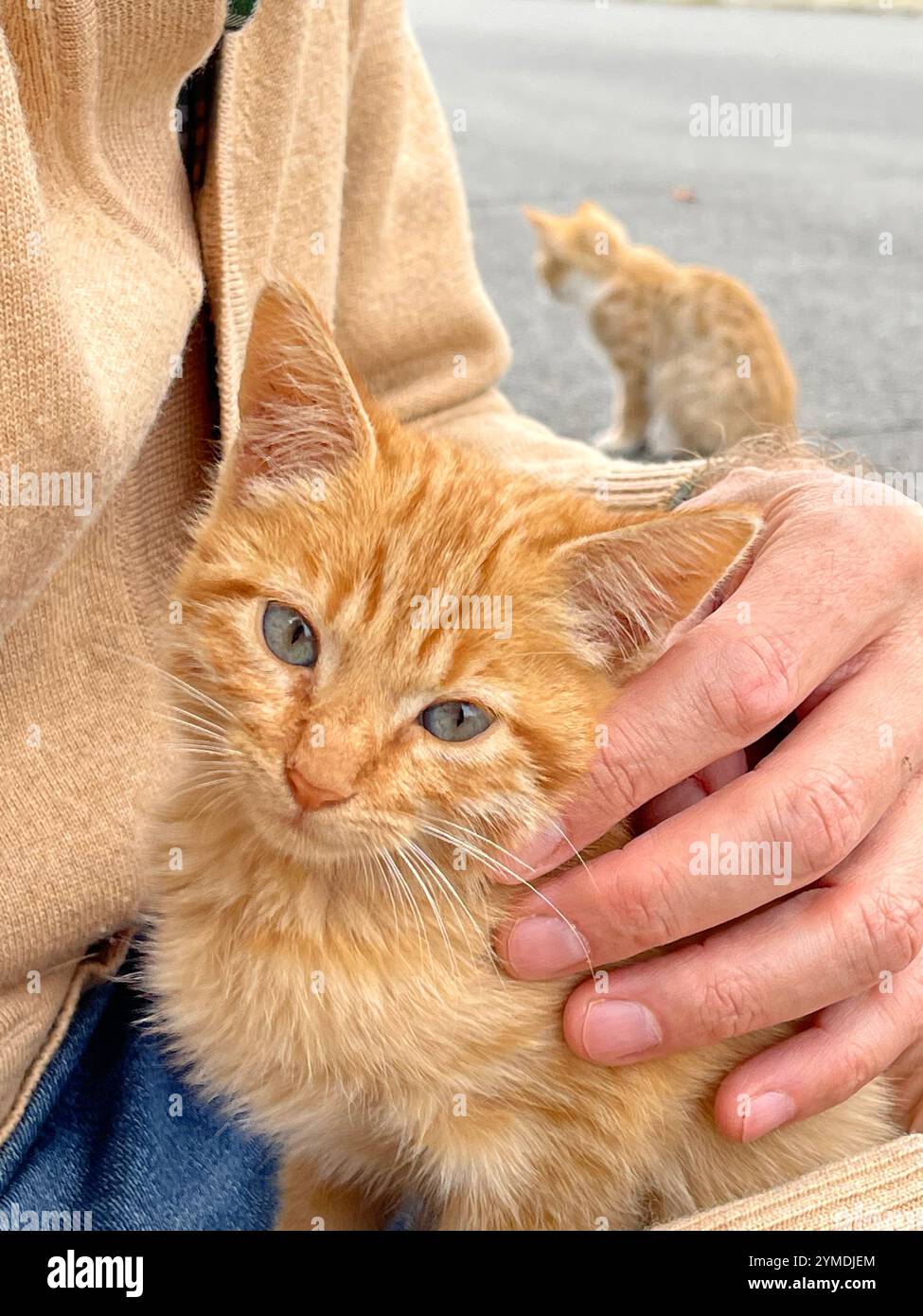 Hand stroking and protecting an orange tabby kitten. - Smartphone Captured Stock Image