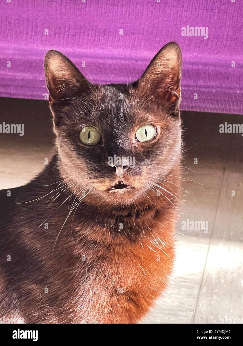 Black cat looking at the camera Stock Photo - Alamy