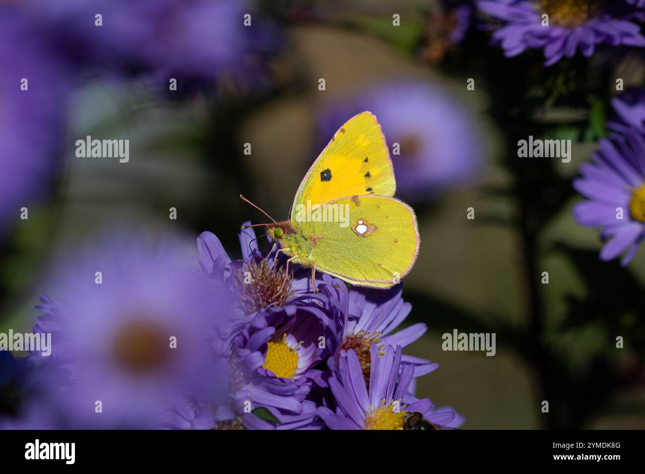 A Clouded yellow butterfly (Colias croceus) on Michaelmas daisies (Aster). Stock Photo