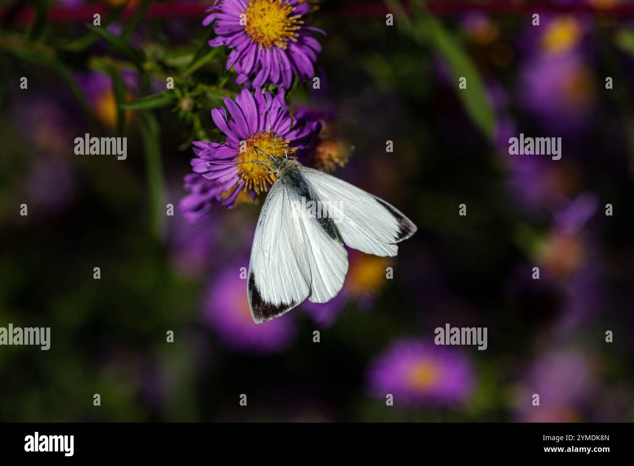 A Large white butterfly ( Pieris brassicae) perched on Michaelmas dasies (Aster). Stock Photo