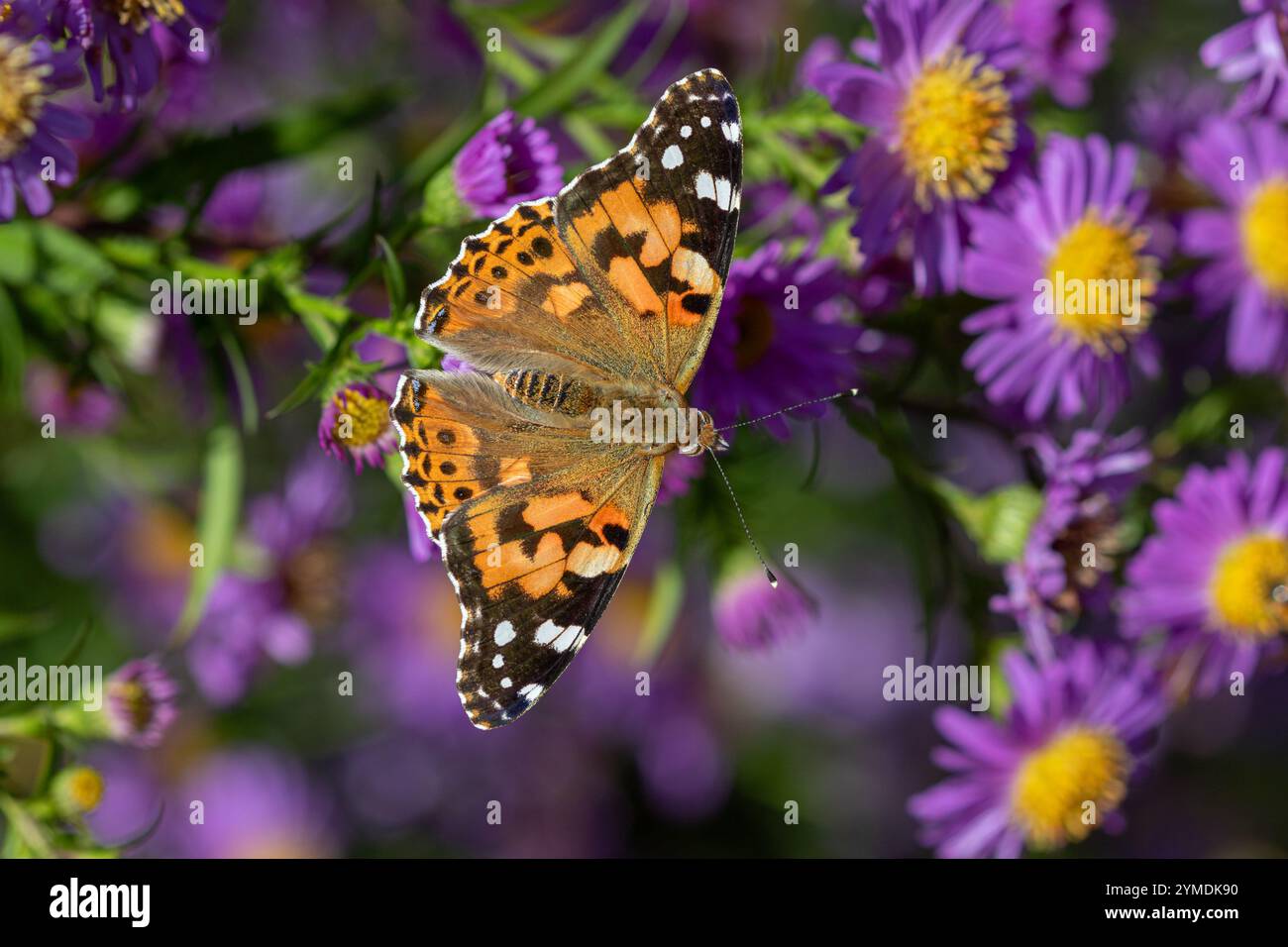 A Painted lady (Vanessa cardui) butterfly on Michaelmas daisies (Aster). Stock Photo