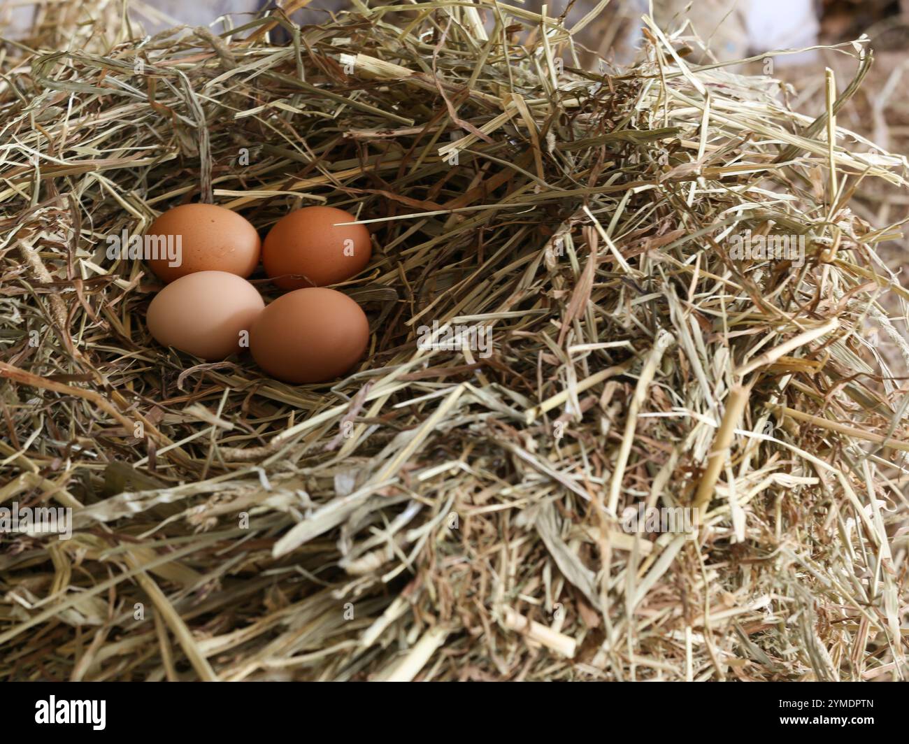 Agricultural Farm chicken eggs in a nest Stock Photo - Alamy
