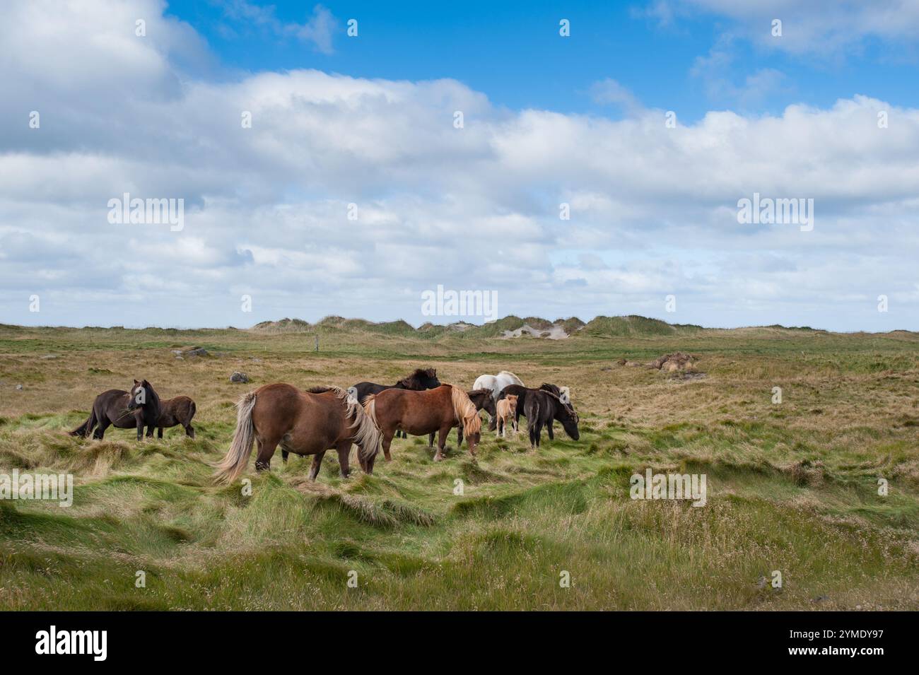 Reykjanes Peninsula, Iceland, Europe Stock Photo - Alamy