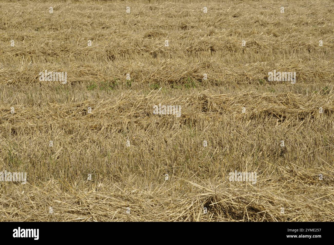 Cereal field after harvest Stock Photo - Alamy