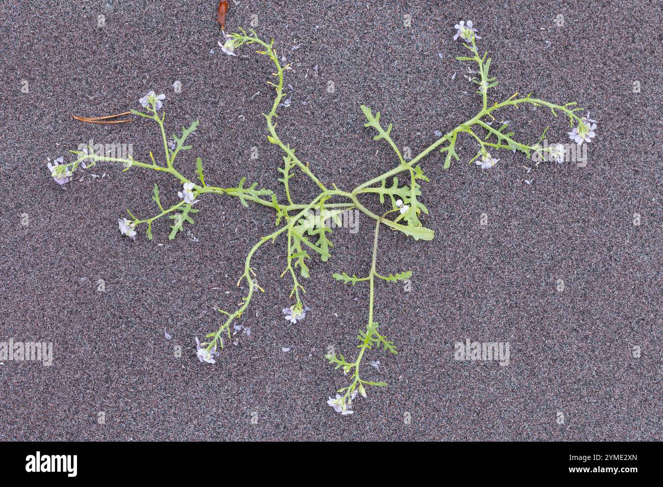 Europäischer Meersenf, Strandrauke, Cakile maritima, sea rocket, European searocket, La Roquette de mer, Cakilier maritime, Tétine de souris Stock Photo