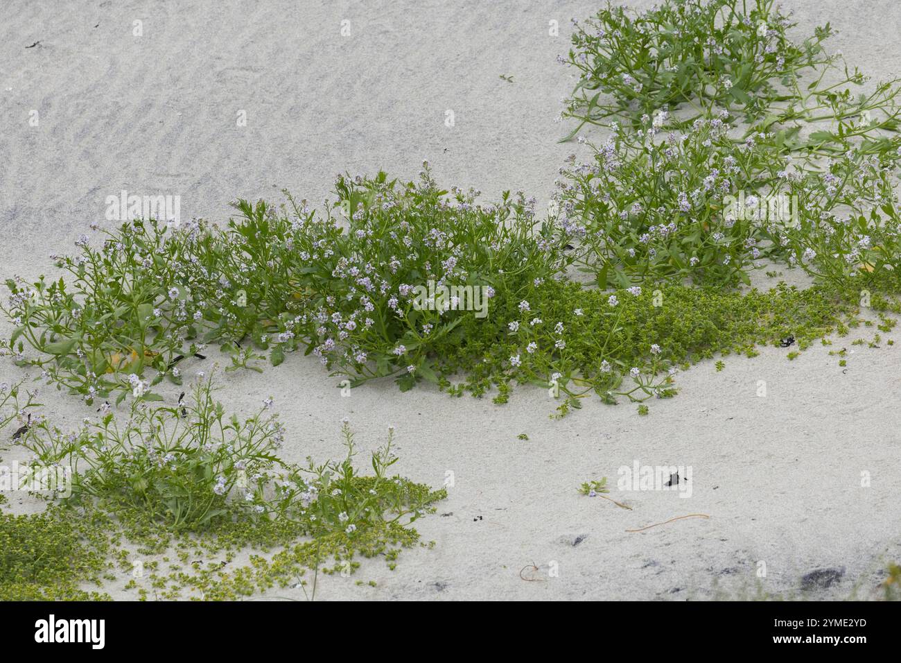 Europäischer Meersenf, Strandrauke, Cakile maritima, sea rocket, European searocket, La Roquette de mer, Cakilier maritime, Tétine de souris Stock Photo
