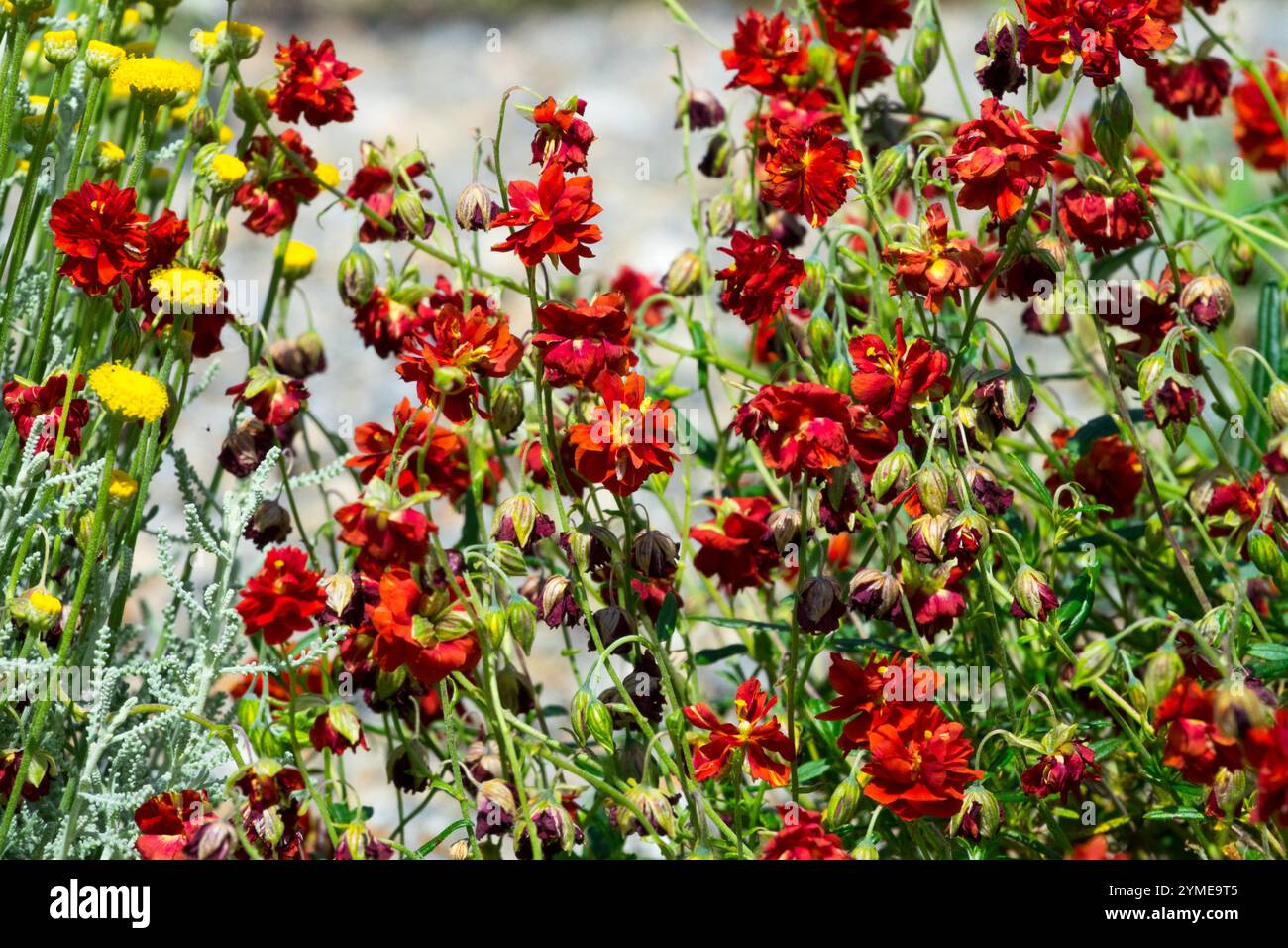 Red Plenum Red Helianthemum hybridum