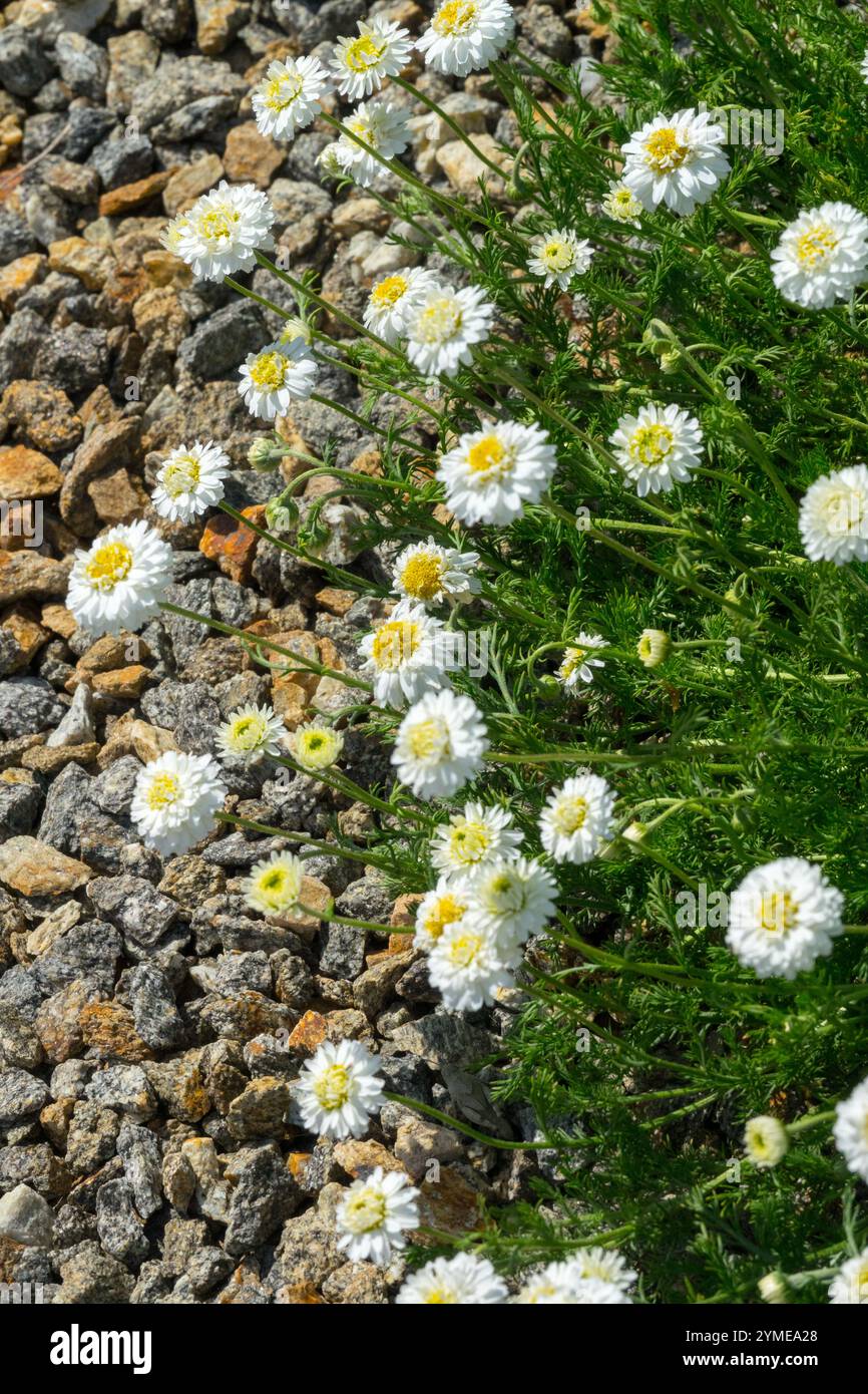 Roman Chamomile Chamaemelum nobile 'Flore Pleno' White Lawn Camomile Ground Apple Whig Plant Stock Photo