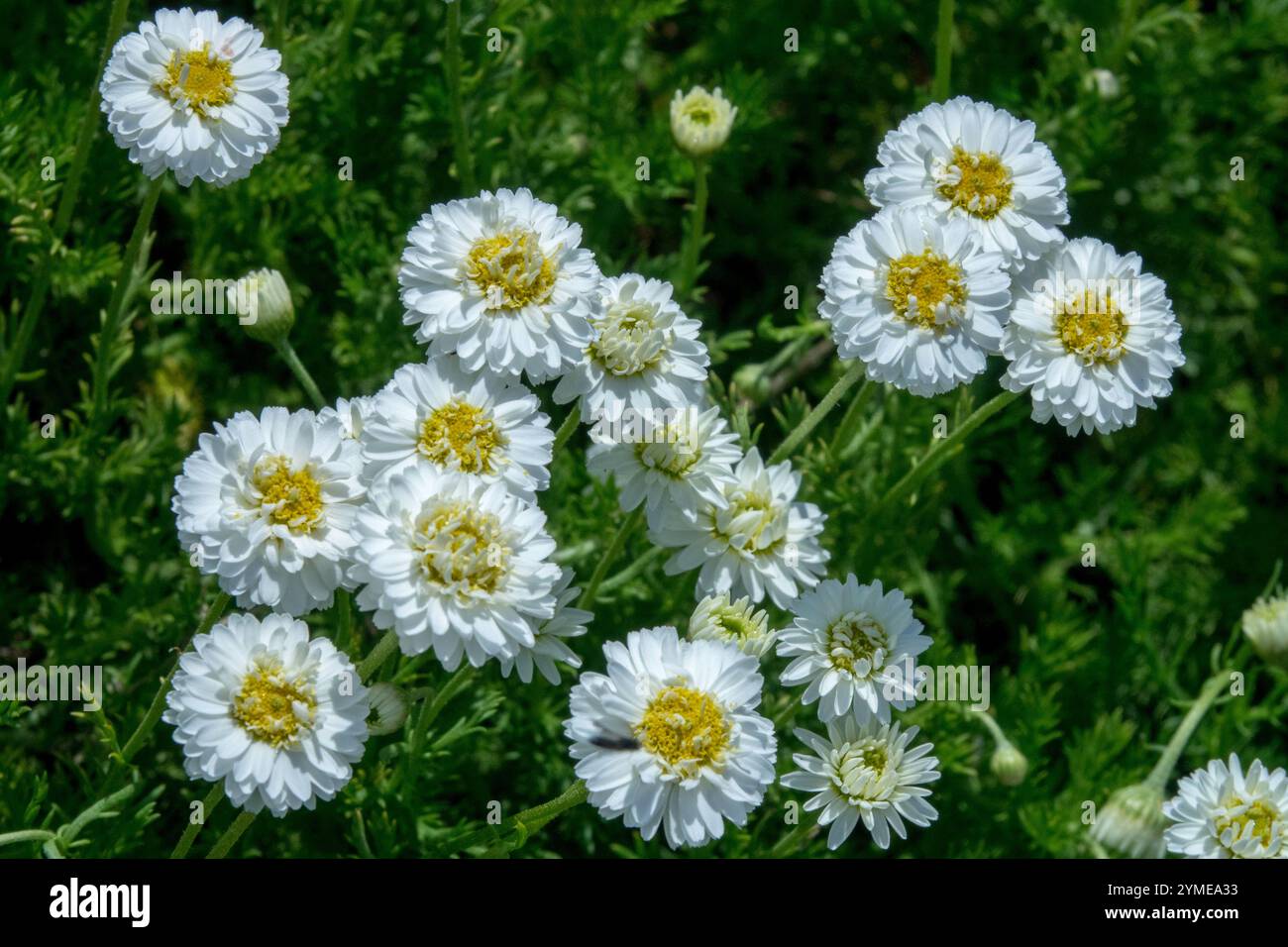 Roman Chamomile Chamaemelum nobile 'Flore Pleno' Stock Photo