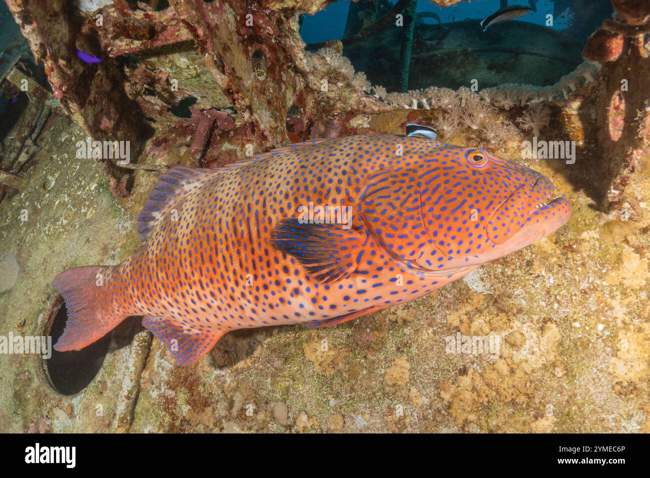 Isral Fish Fish swimming in the Red Sea, colorful fish, Eilat Israel Stock Photo ...