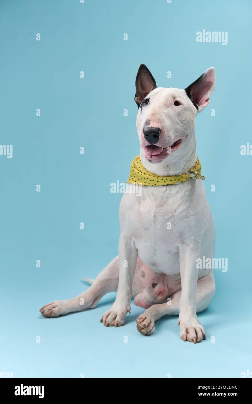 A bull terrier sits indoors wearing a yellow bandana around its neck. The dog looks happy and playful, set against a soft blue background. Stock Photo
