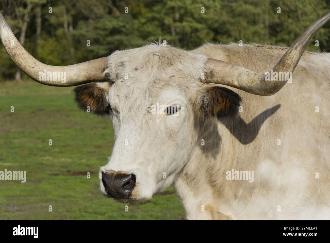 Heck rind hi-res stock photography and images - Alamy