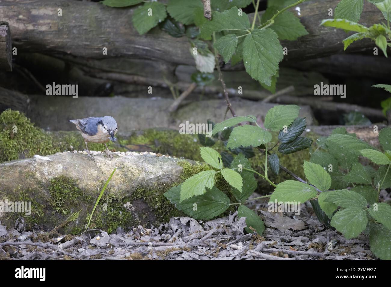 Nuthatch foraging for seed on the canopy floor Stock Photo