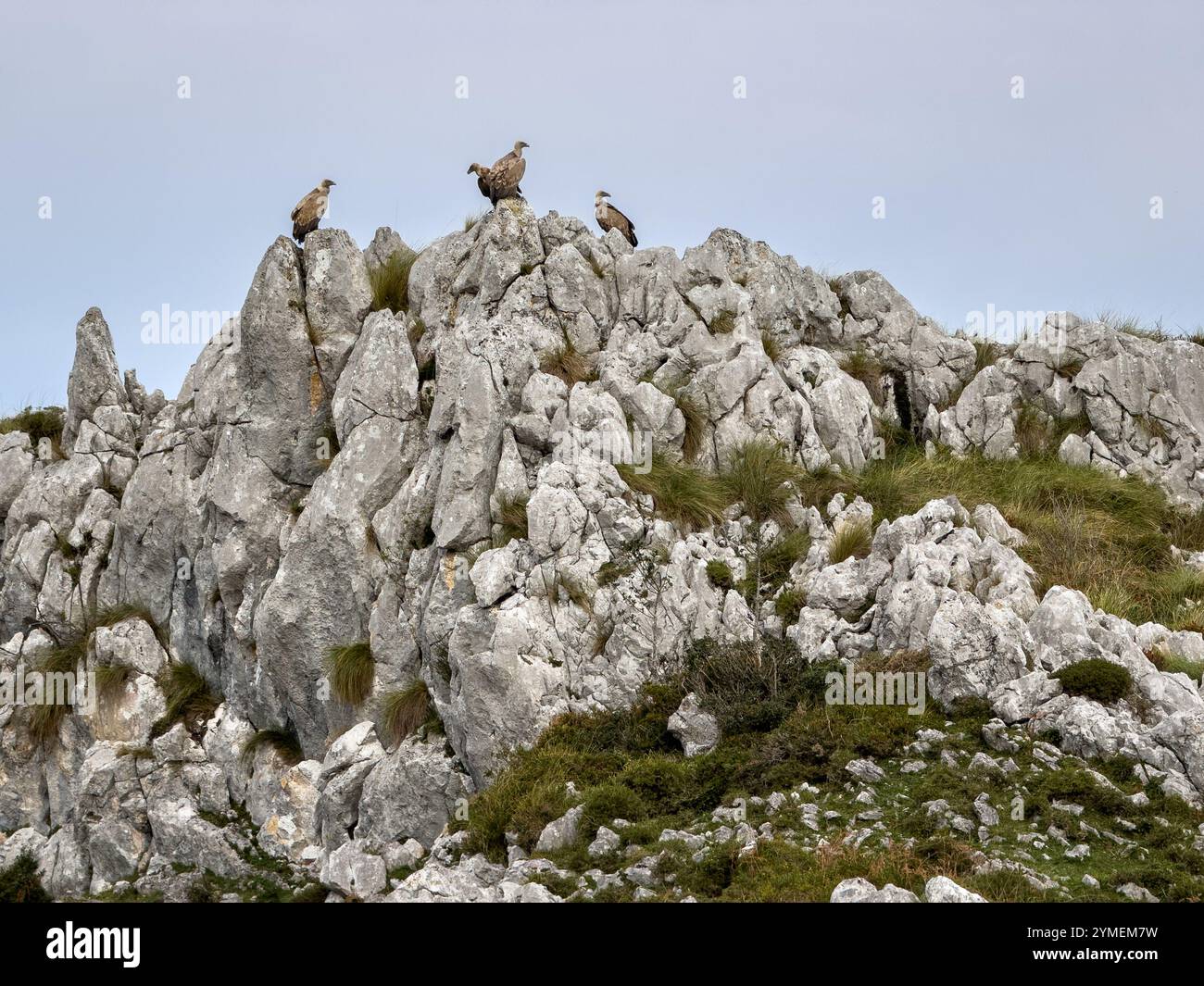 Griffon vultures (Gyps fulvus) perch on the cliffs of the Picos de Europa National Park, Asturias, Spain - Smartphone Captured Stock Image