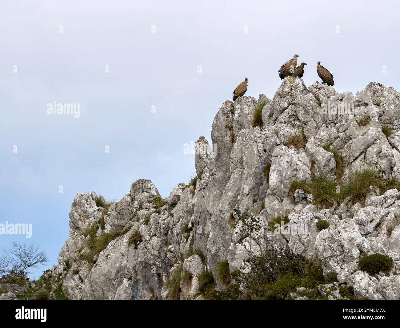Griffon vultures (Gyps fulvus) perch on the cliffs of the Picos de Europa National Park, Asturias, Spain - Smartphone Captured Stock Image