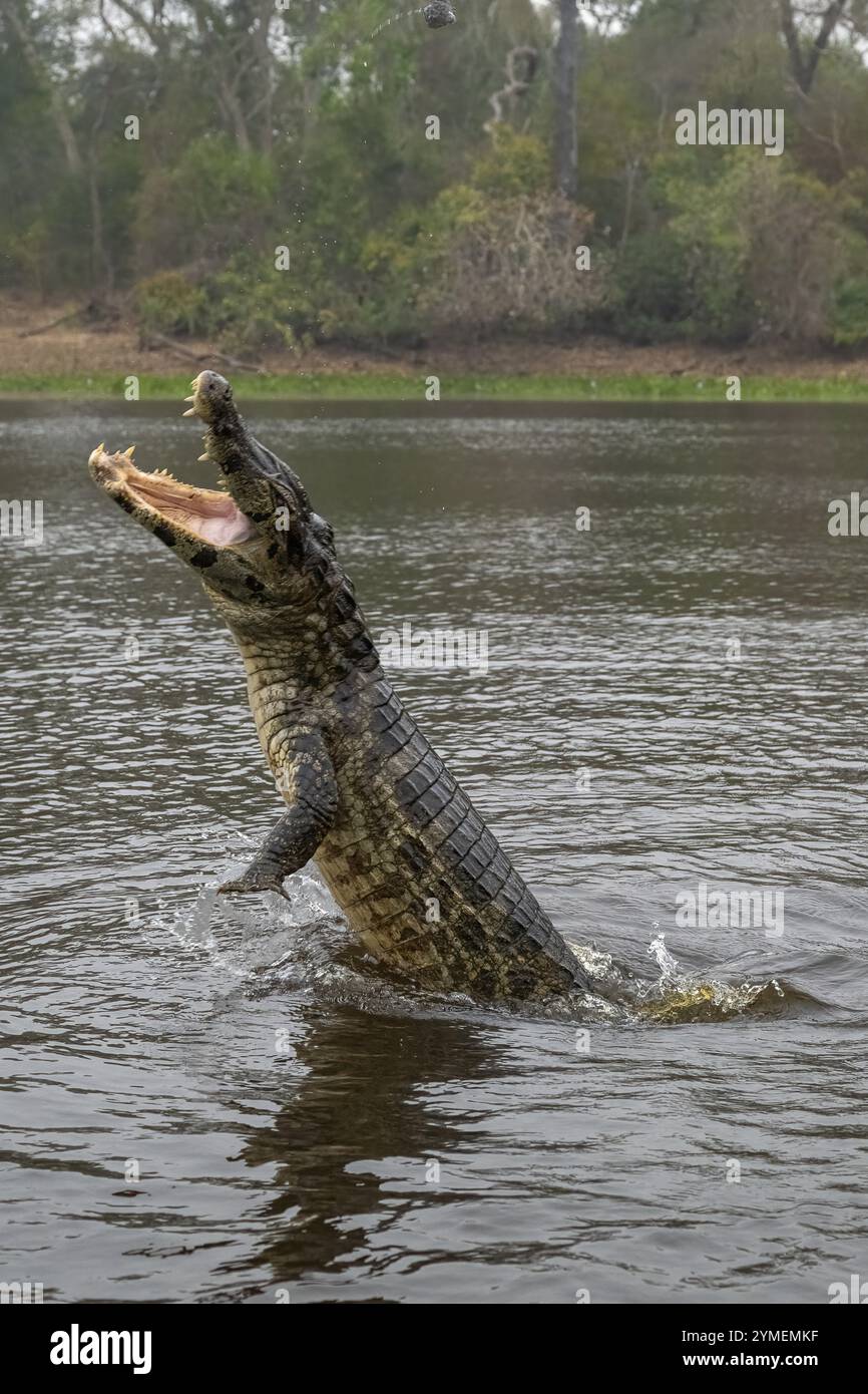 Spectacled caiman (Caiman crocodilus yacara), Crocodile (Alligatoridae ...