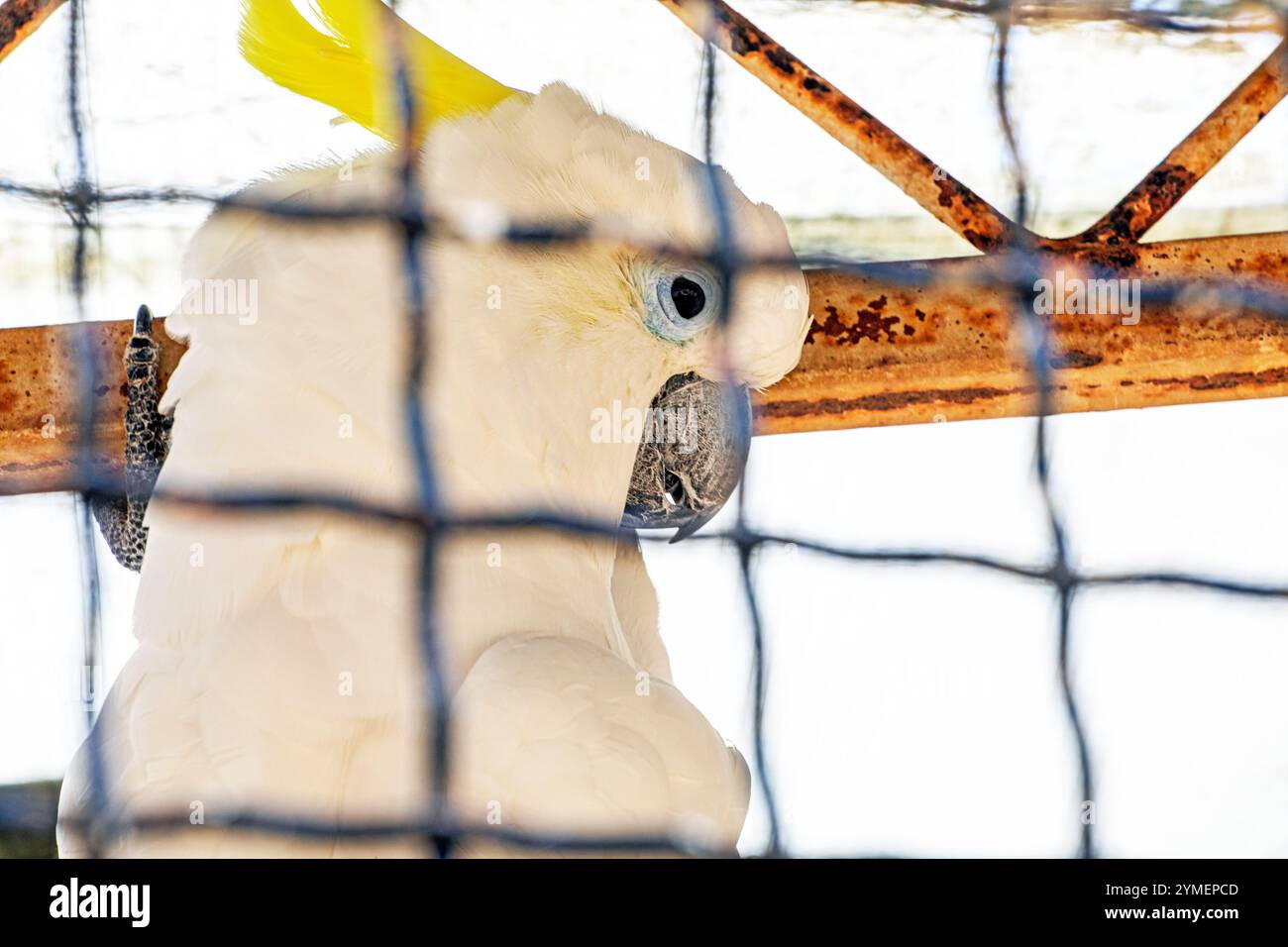 Image showcasing White cockatoo safety hi-res stock photography and images - Alamy