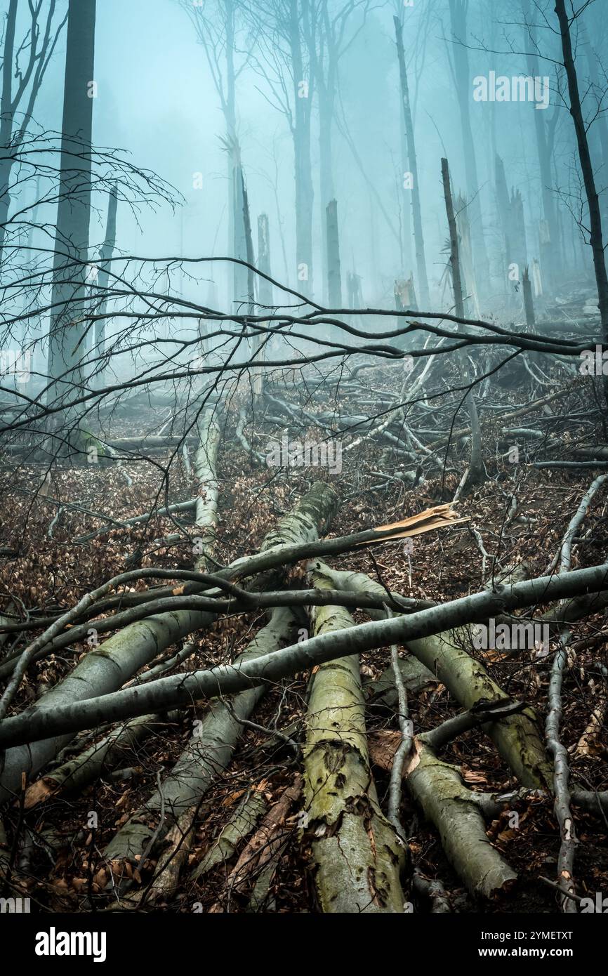 Storm Ravaged Forest fallen and broken by storm trees in forest in Carpathian mountains ...
