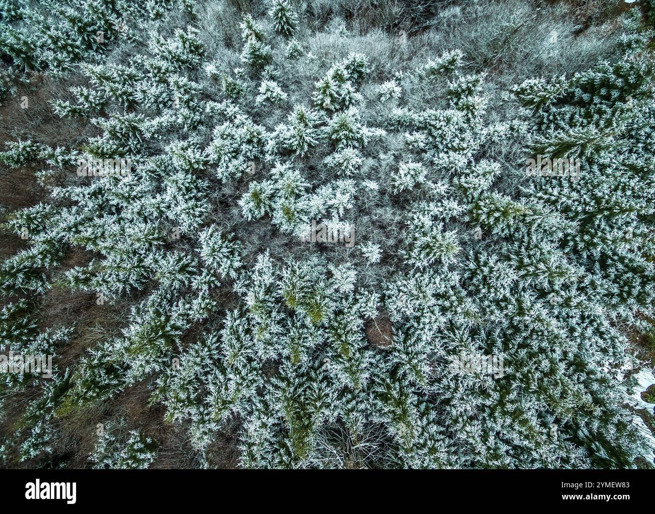 Aerial top view dense pine hi-res stock photography and images - Alamy