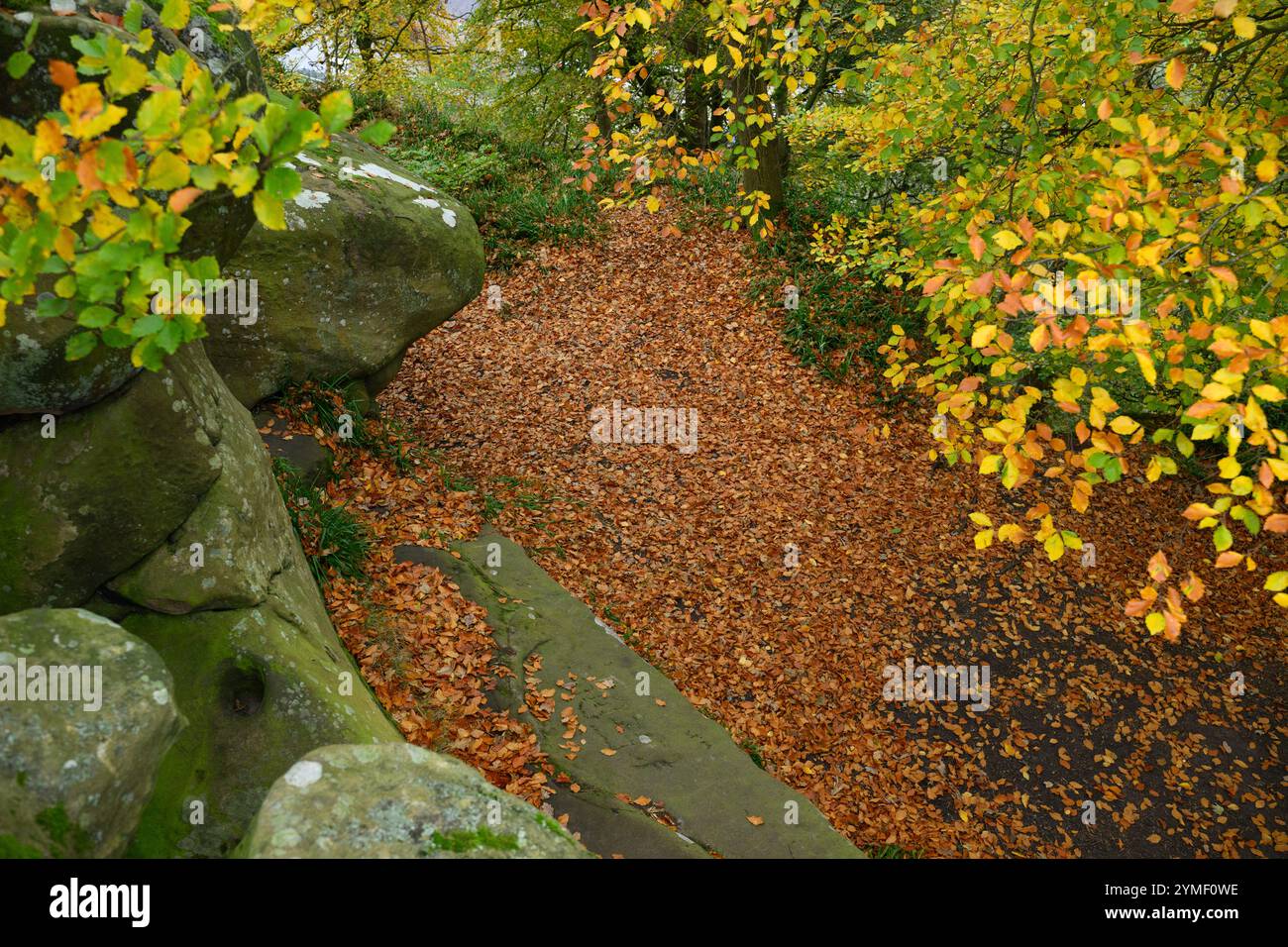 A pile of leaves is on the ground in front of a rock. The leaves are ...