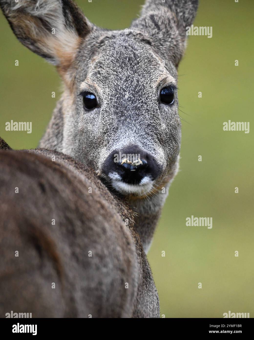 grossportrait-hi-res-stock-photography-and-images-alamy