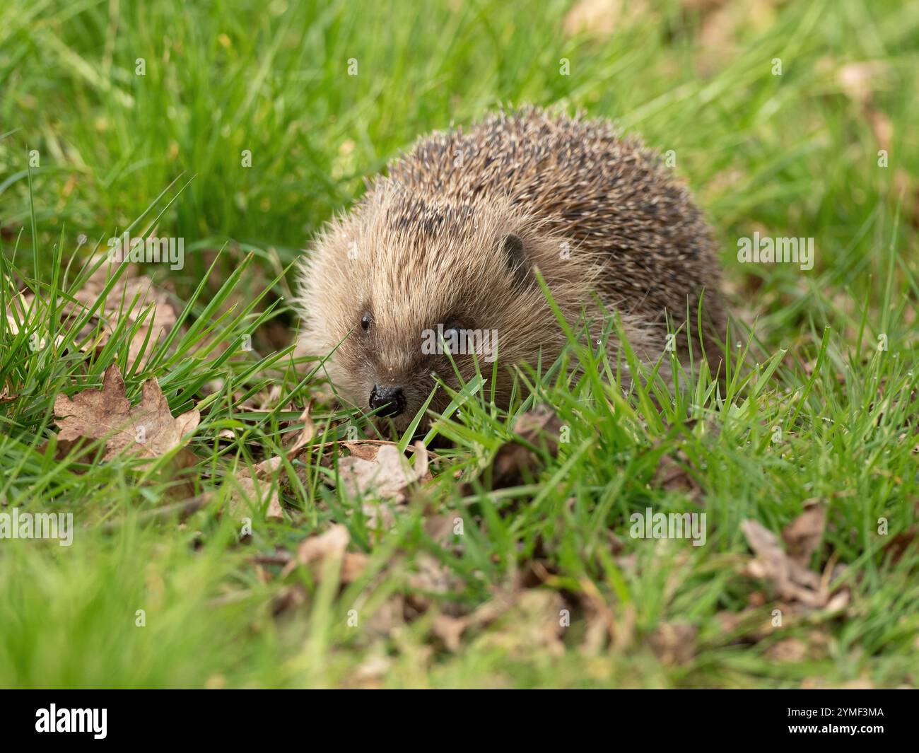 Hedgehog on a garden lawn in the UK -OLYMPUS DIGITAL CAMERA Stock Photo