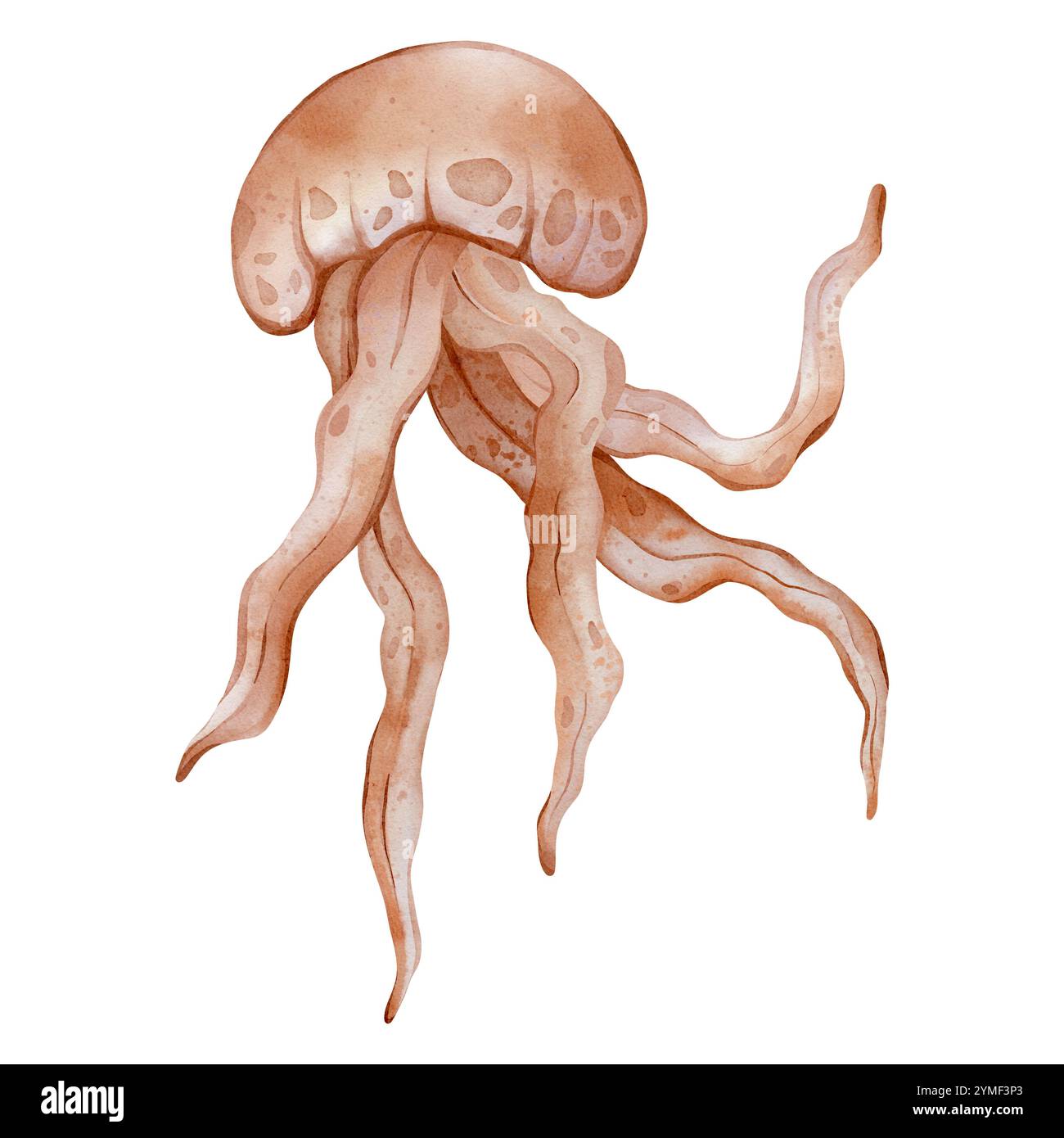 Watercolor illustration Jellyfish on isolated background. Hand drawn ...