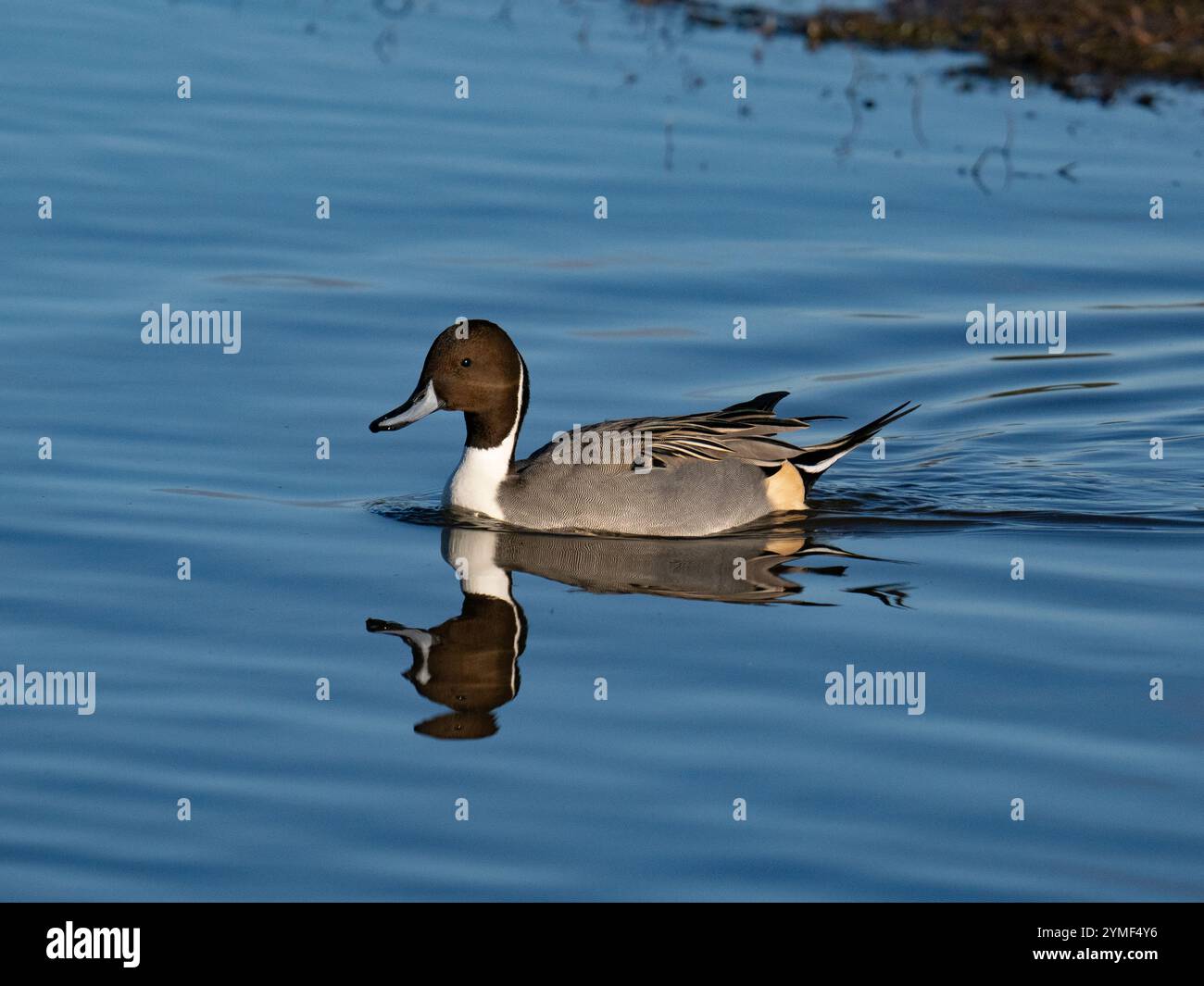 wild pintail at Slimbridge WWT in Gloucestershire UK [ Anas Acuta ] Stock Photo