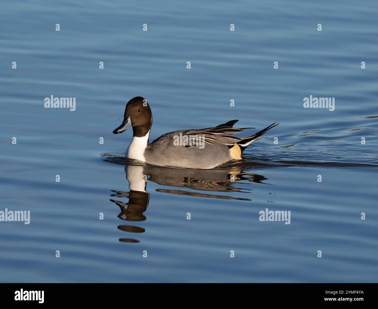 wild pintail at Slimbridge WWT in Gloucestershire UK [ Anas Acuta ] Stock Photo