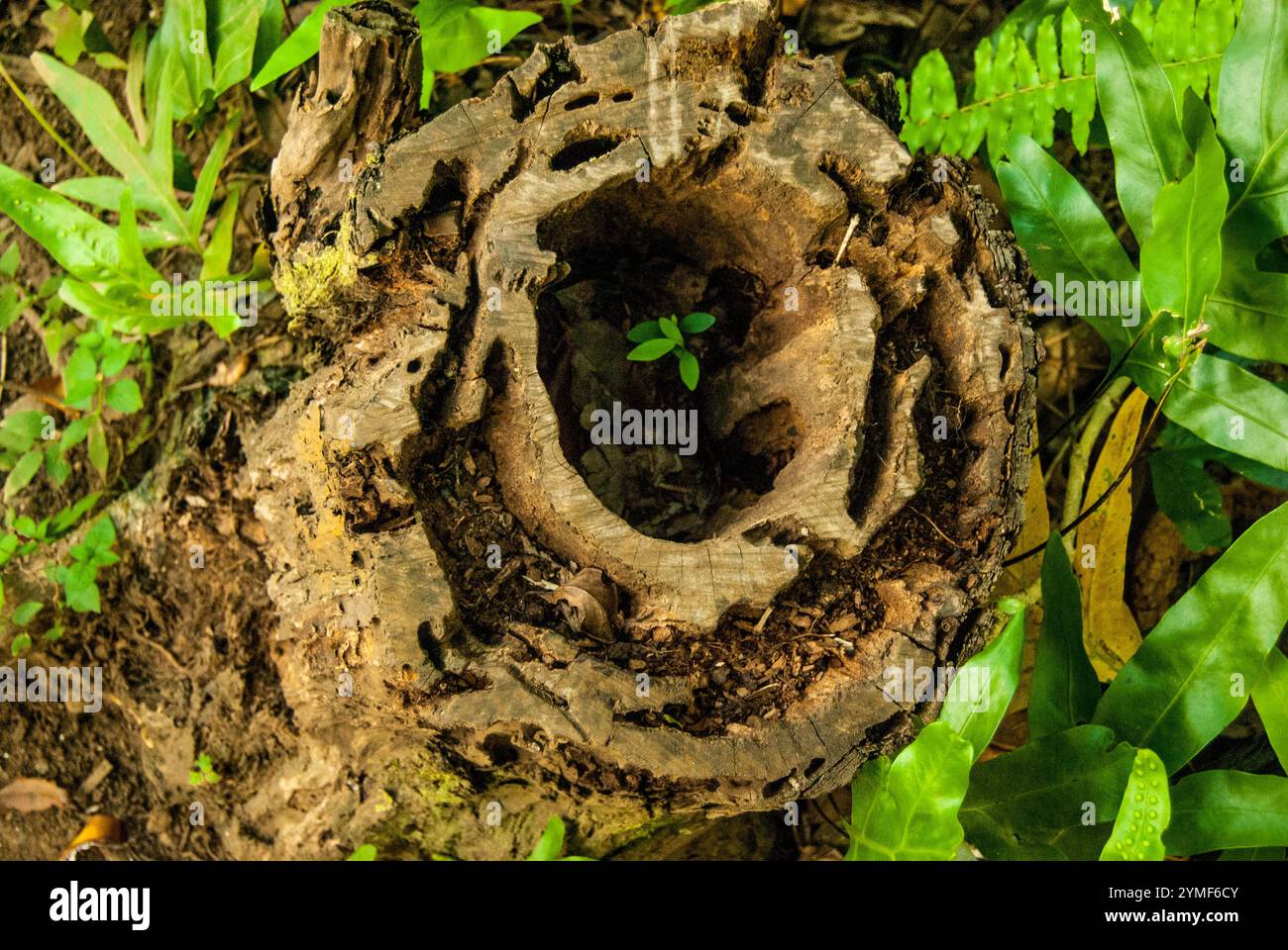 New Life in an Old Hollowed Out Stump, Maui, Hawaii Stock Photo