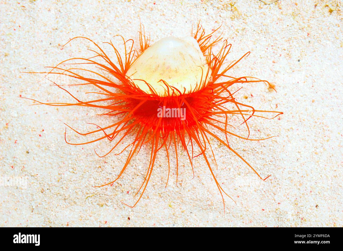 Li Maria Country. Imagine Electric Eye Scallop, Limaria spp Stock Photo - Alamy