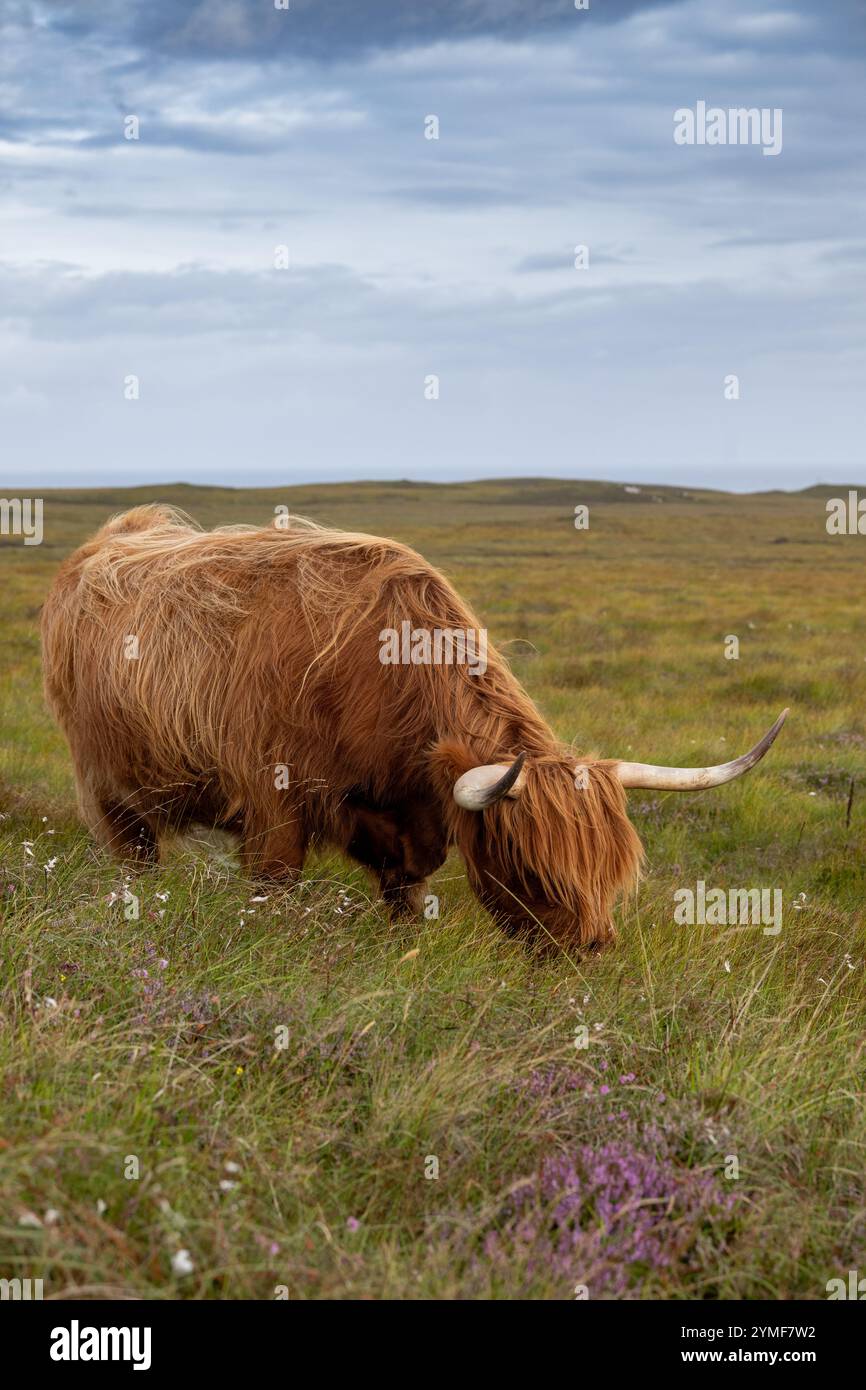 Highland cattle grazing on moorland in the Scottish Highlands. Scotland ...