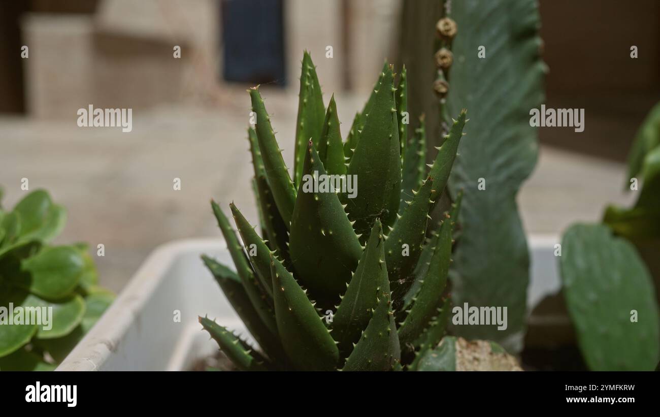 Outdoor close-up shot of aloe vera, scientifically known as aloe ...
